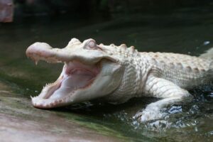 Alligator Bay