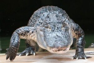 Alligator Bay